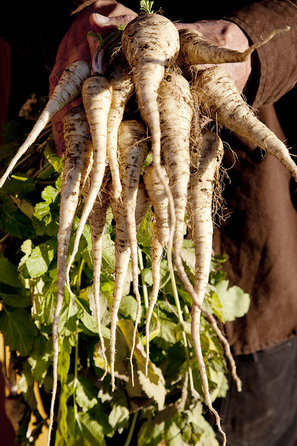 Farmer Holding Crop of Homegrown Parsnips Photograph by Duckycards