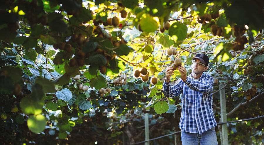 Farmer in Kiwi plantation checking fruit Photograph by Kaisersosa67