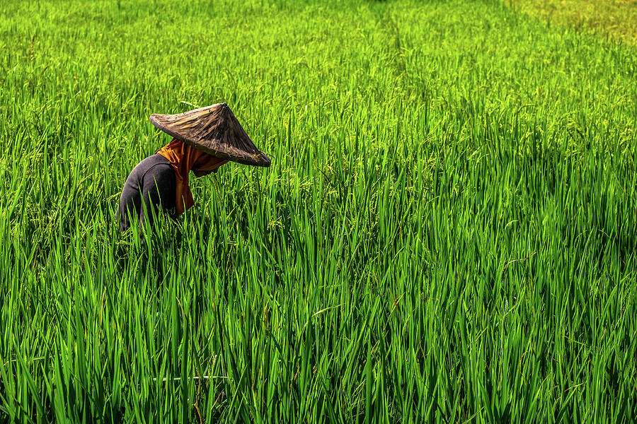 Farmer In Sultan Kudarat Photograph