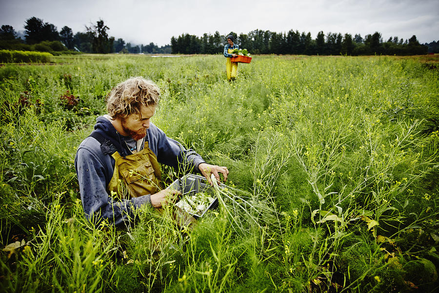 Farmer kneeling in field harvesting fennel Photograph by Thomas Barwick