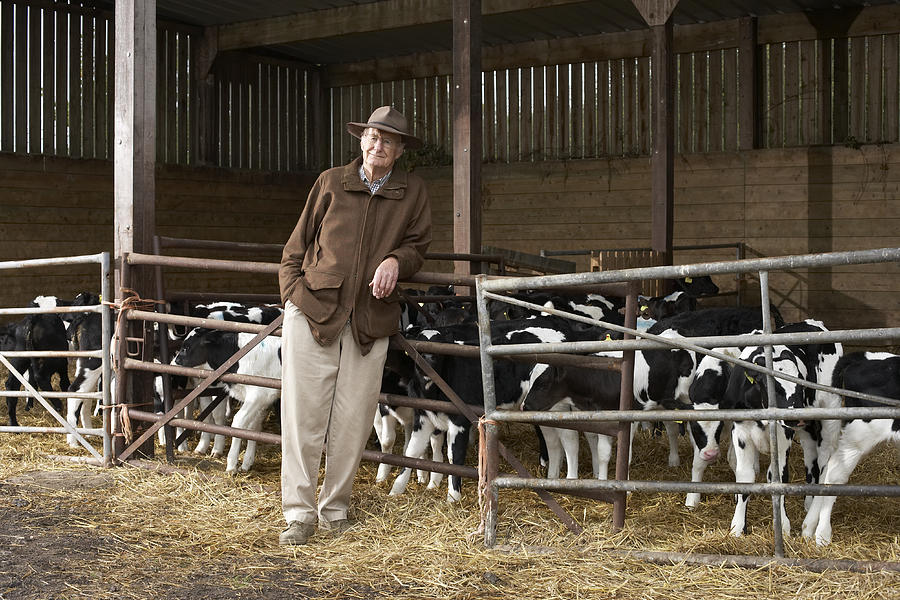 Farmer Leaning On Fence With Herd Of Cattle Photograph by Michael Blann