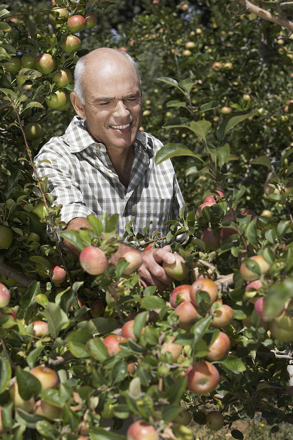 Farmer Picking an Apple in an Apple Tree Photograph by John Cumming