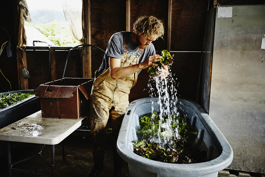 Farmer removing organic lettuce from wash bin Photograph by Thomas Barwick
