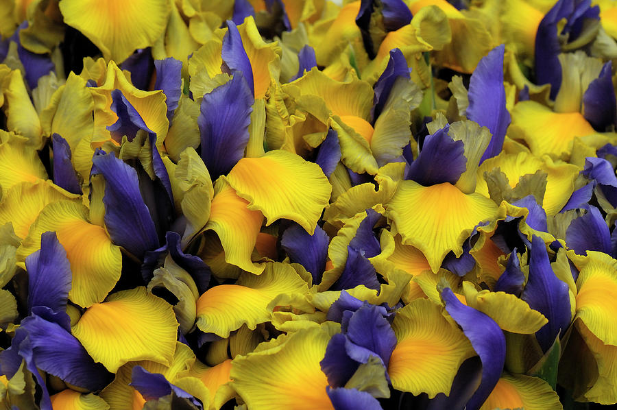 Farmers Market Irises Photograph by Doug Wittrock