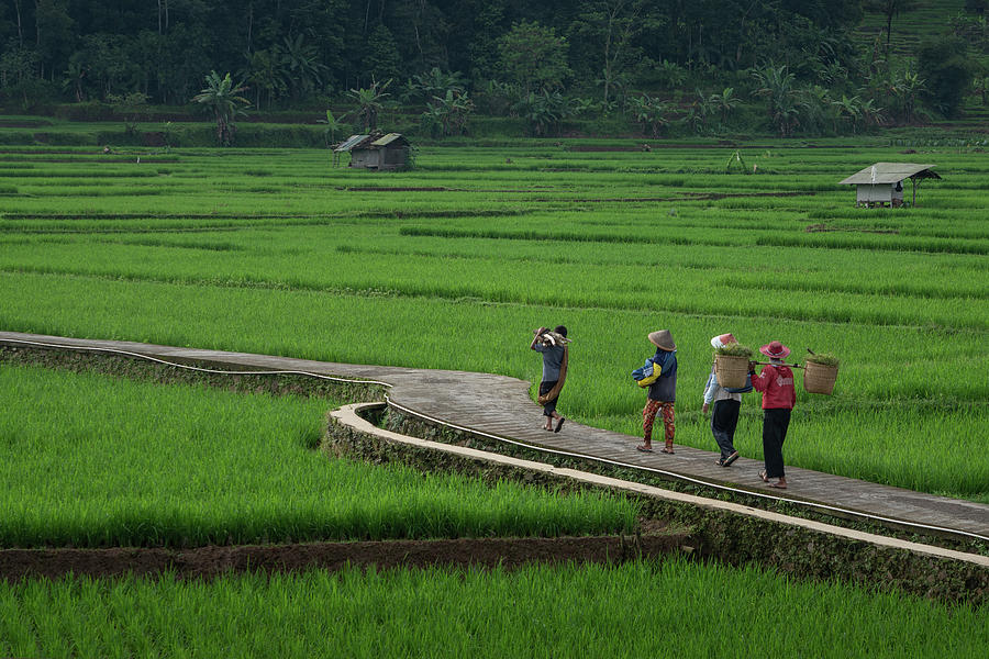 Farmers walking through rice fields Photograph by Anges Van der Logt