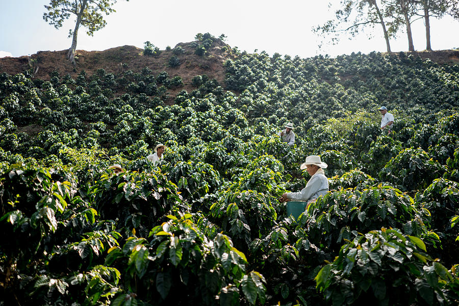 Farmers working at a coffee farm collecting coffee beans Photograph by Andresr