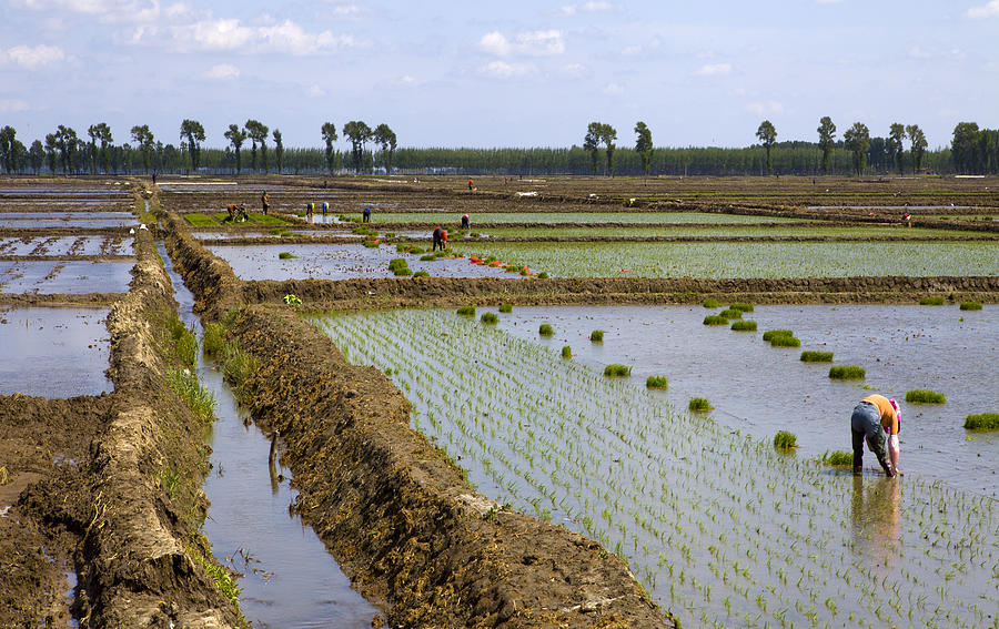 Farmers working planting rice in the paddy field Photograph by Huyangshu