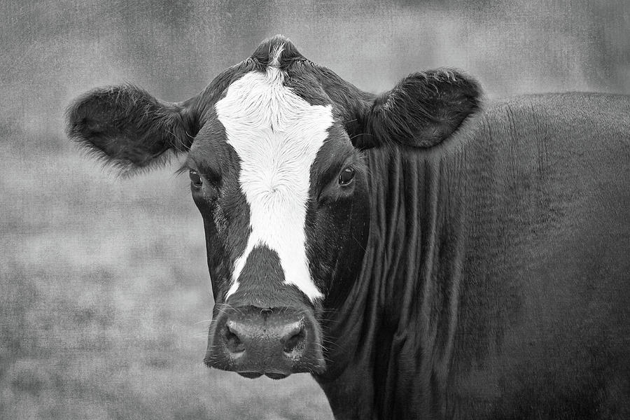 Farmhouse Cow No. 1 Photograph by Jennifer Rigsby | Fine Art America