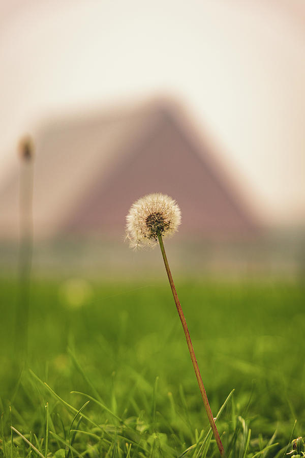 Farmhouse Dandelion Photograph by Brian Anderson Farmhouse Dandelion Photograph by Brian Anderson