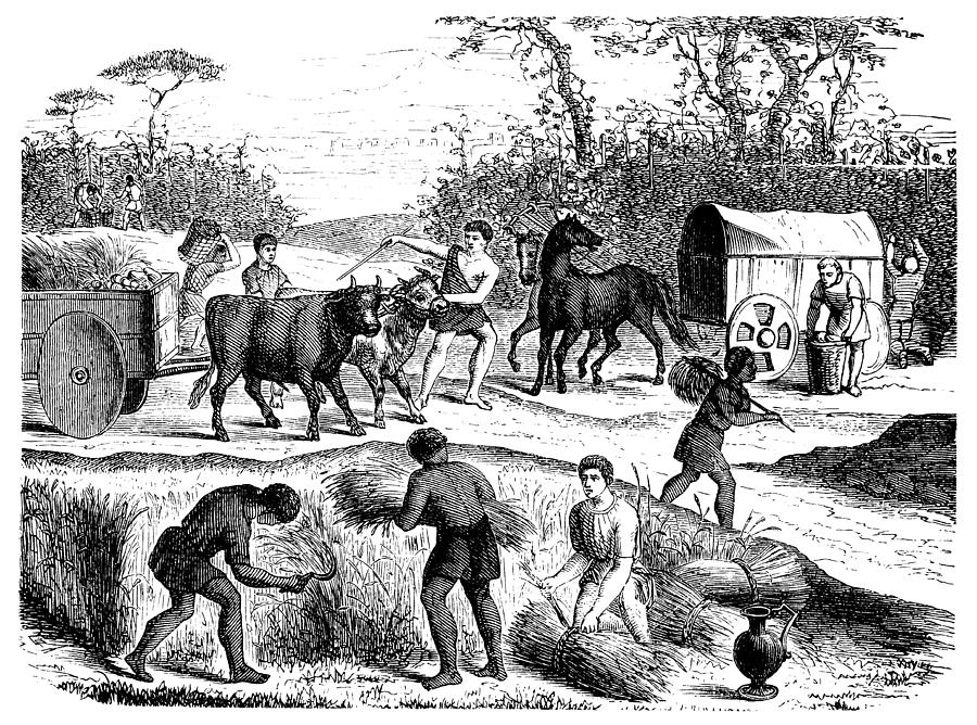 Farming and farmers in antique Rome Drawing by Nastasic