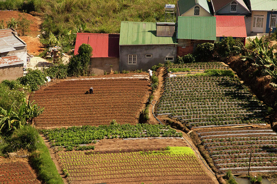Farming in Vietnam Photograph by Rob Hemphill