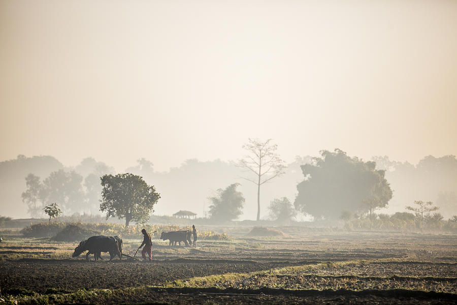 Farming with buffalo in Nepal Photograph by James Morgan