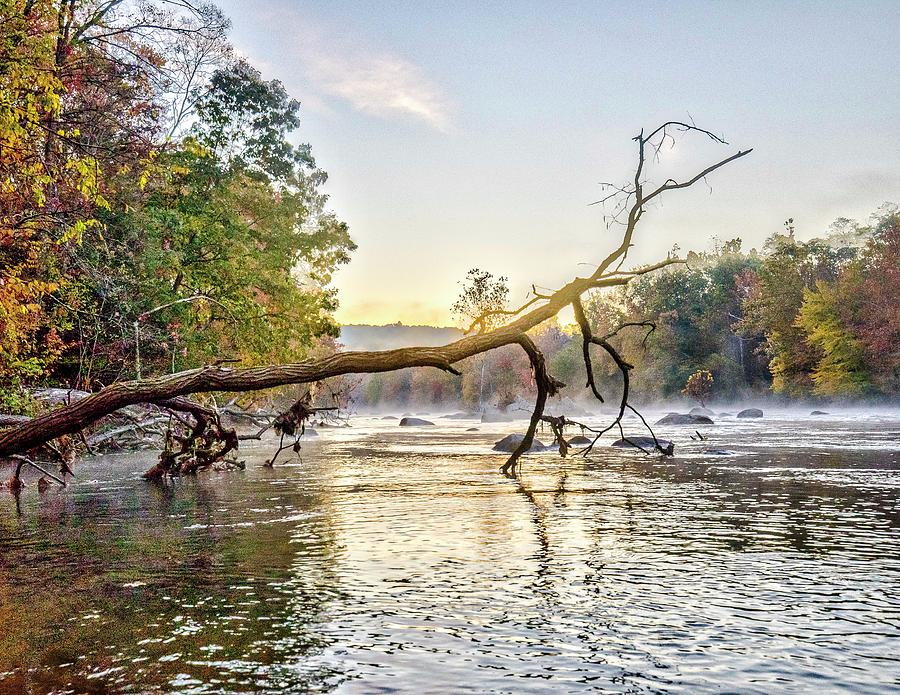 Farmington River statement tree Photograph by Tom Cameron