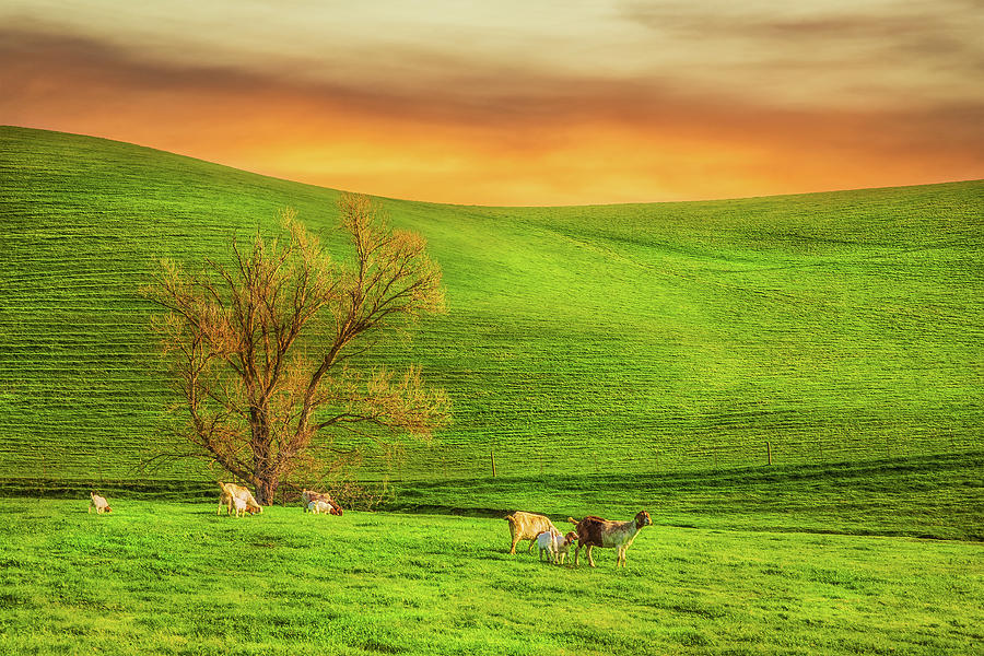 California Photograph - Farmland by Fernando Margolles
