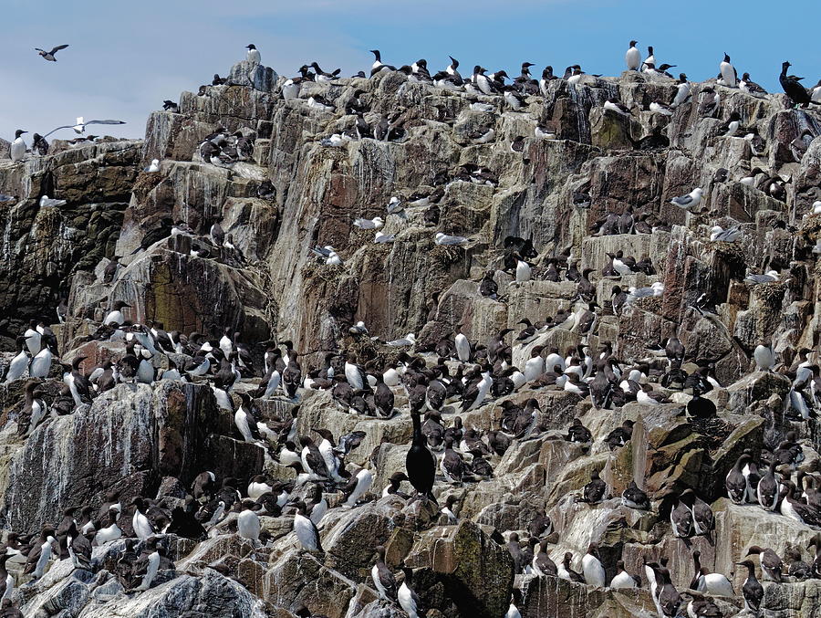 Farne Island Seabird Colony Photograph by Jeff Townsend