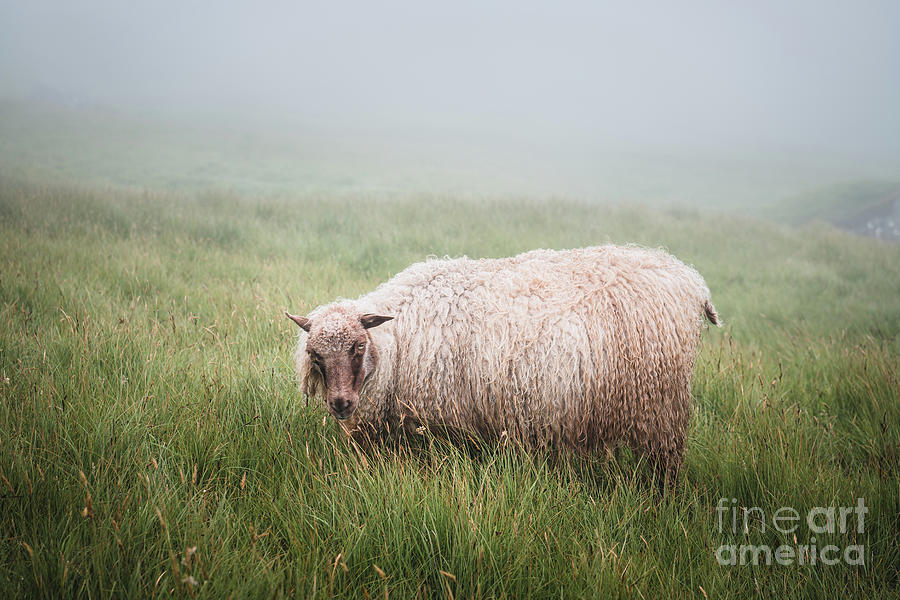 Animal Photograph - Faroese sheep is herding on the hill by Julia Komarova