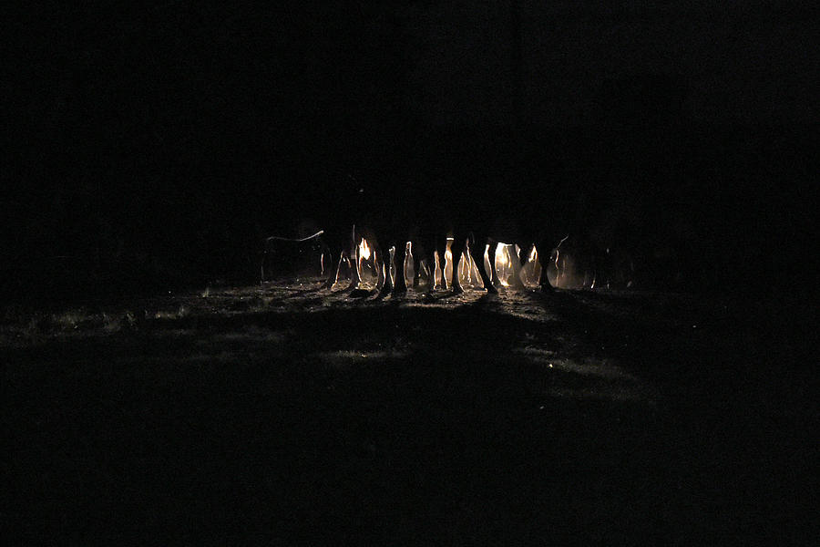 Farois iluminam as patas do gado na chegada a estâncianoite Photograph by Valeria del Cueto