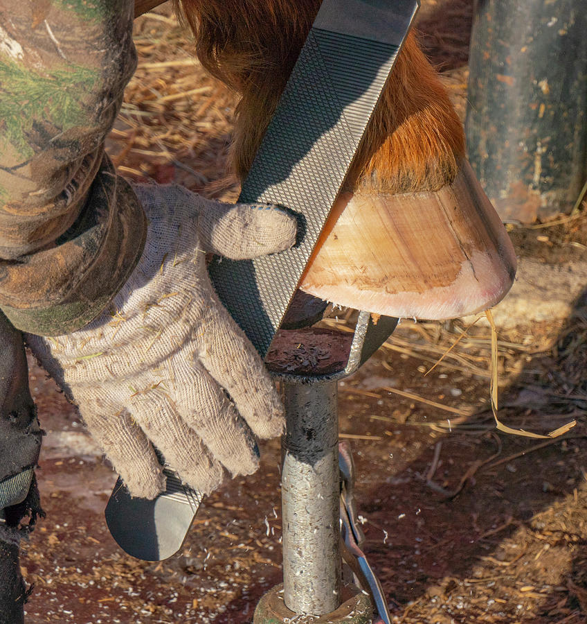 Farrier Trimming A Horse Hoof Photograph by Karen Rispin Fine Art America