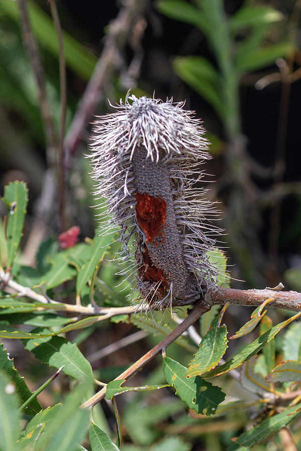 Fascinating Australian Seed Pods Photograph by John Haldane - Pixels