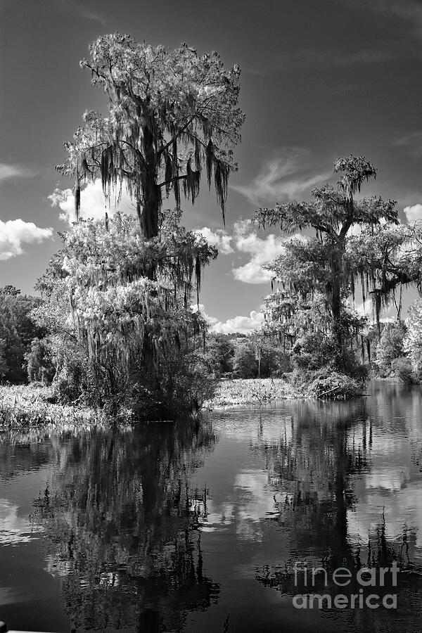 Tree Photograph - Fascinating Walkulla Springs Landscape by Christiane Schulze Art And Photography