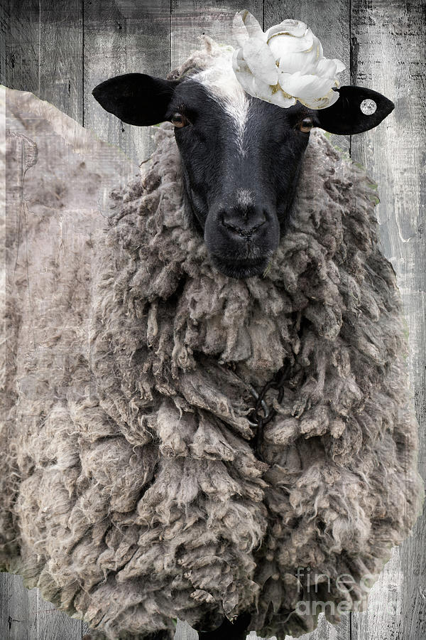 Fashion Sheep Photograph by Mindy Sommers