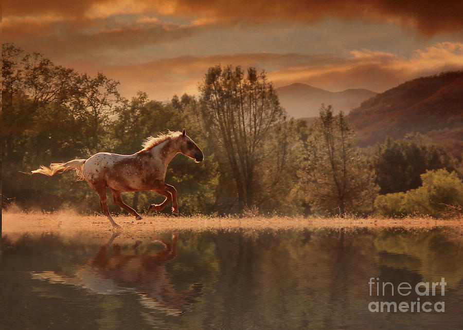 Horse Photograph - Fast Appy by Stephanie Laird