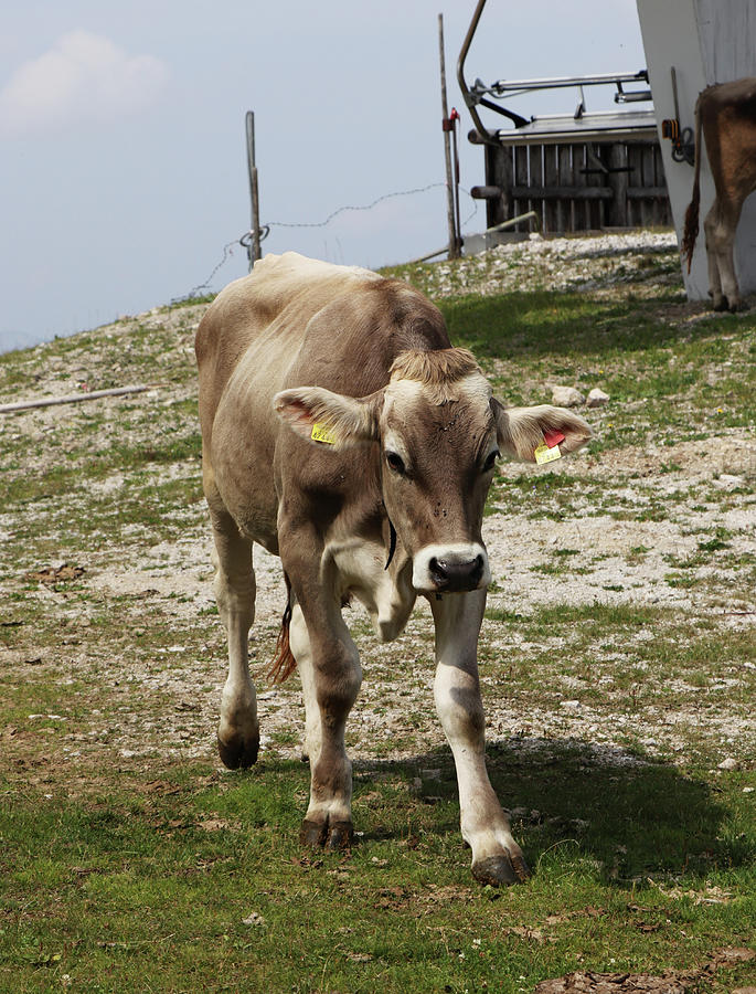 Fast coming gray cow from Tyrol Gray breed. Bred cow for the best milk and endurance in difficult conditions in alpine meadows. Hochkar mountain, Austria alps, Salzburg, Europe. Top of mountain Photograph by Vaclav Sonnek