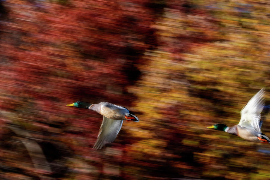 Fast flying mallard Photograph by Dan Friend