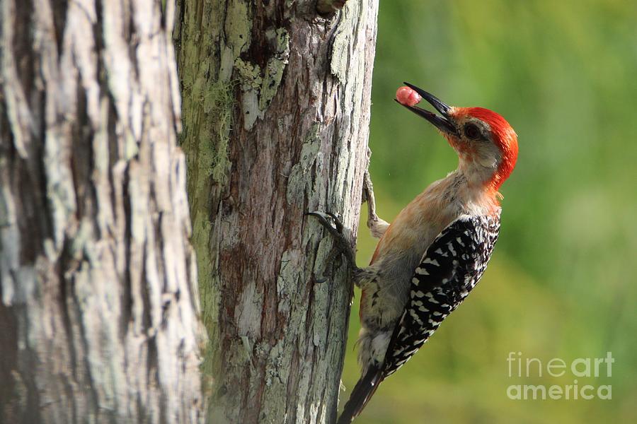 Fast Food Photograph by Donald Sawin - Fine Art America