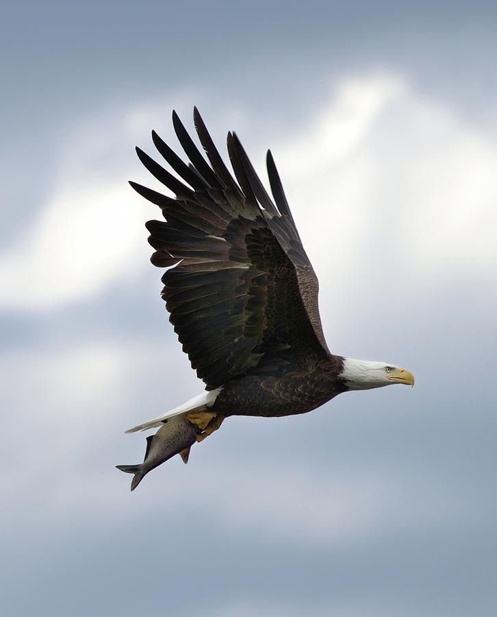 Fast Food Photograph by Liz Eudy - Fine Art America