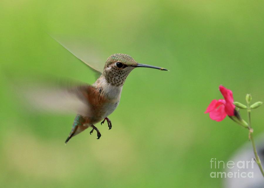 Fast Hummingbird Wings Photograph by Carol Groenen