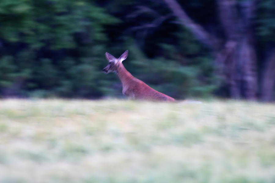 Fast In Action. White-tailed Deer Photograph