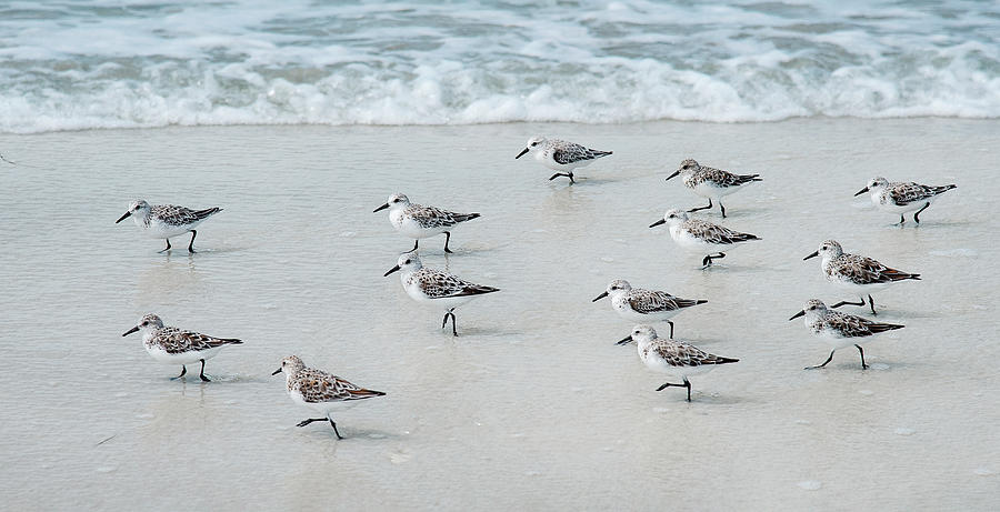 Fast Moving Sanderlings Photograph by Gordon Ripley