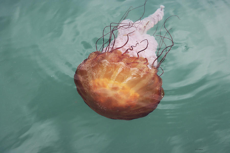 Fast Swimmer The Pacific Sea Nettle Digital Art by Tom Janca