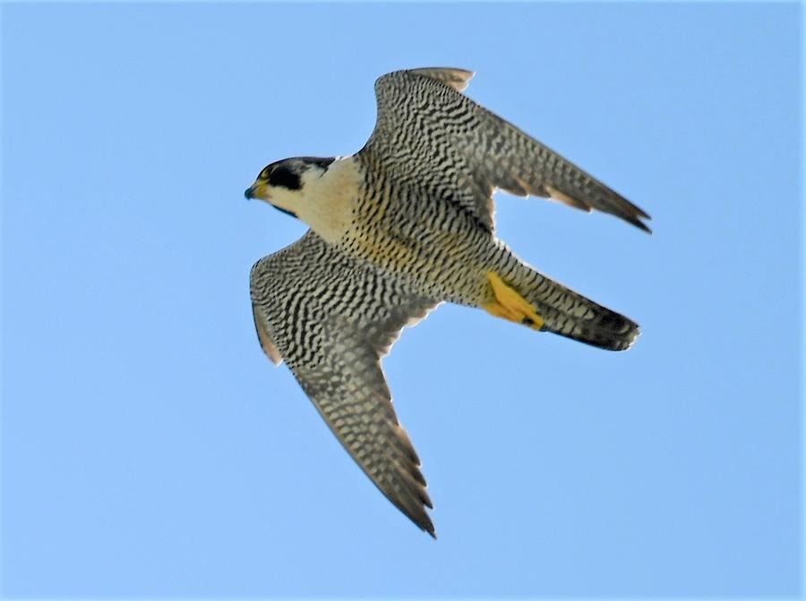 Fastest Bird in the World Photograph by Jo-Ann Matthews - Pixels