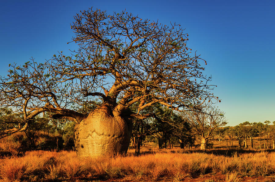 fat-boab-tree-photograph-by-jan-fijolek-pixels