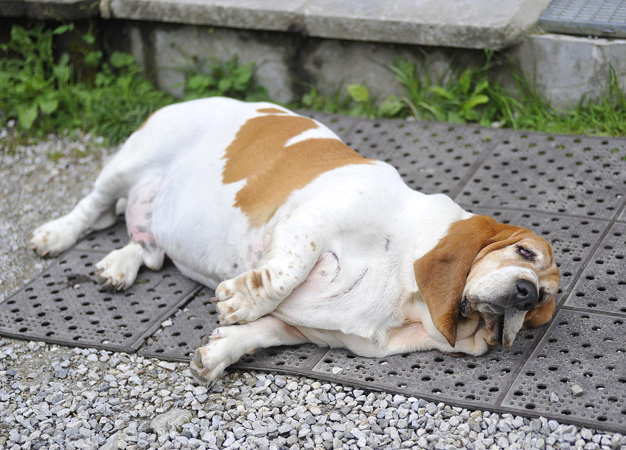 Fat Dog Lying On Floor With Obesity Photograph by Wakila