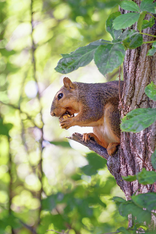 Fat Gus - Tree Squirrel   Photograph by Nikolyn McDonald
