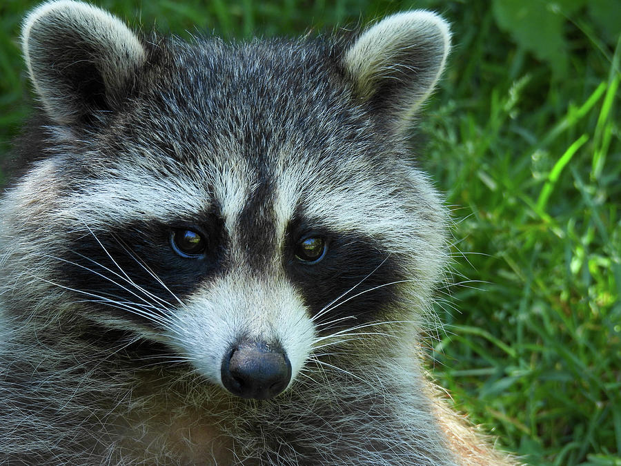 Fat raccoon sitting in the lush grass Photograph by Lisa Crawford ...