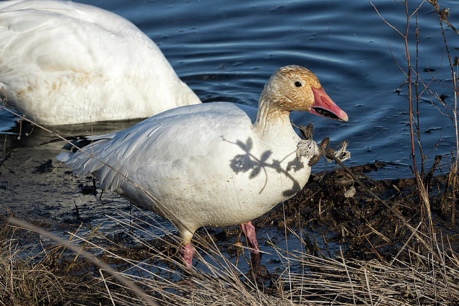 Fat Snow Goose on the Shore  Photograph by Kathleen Bishop