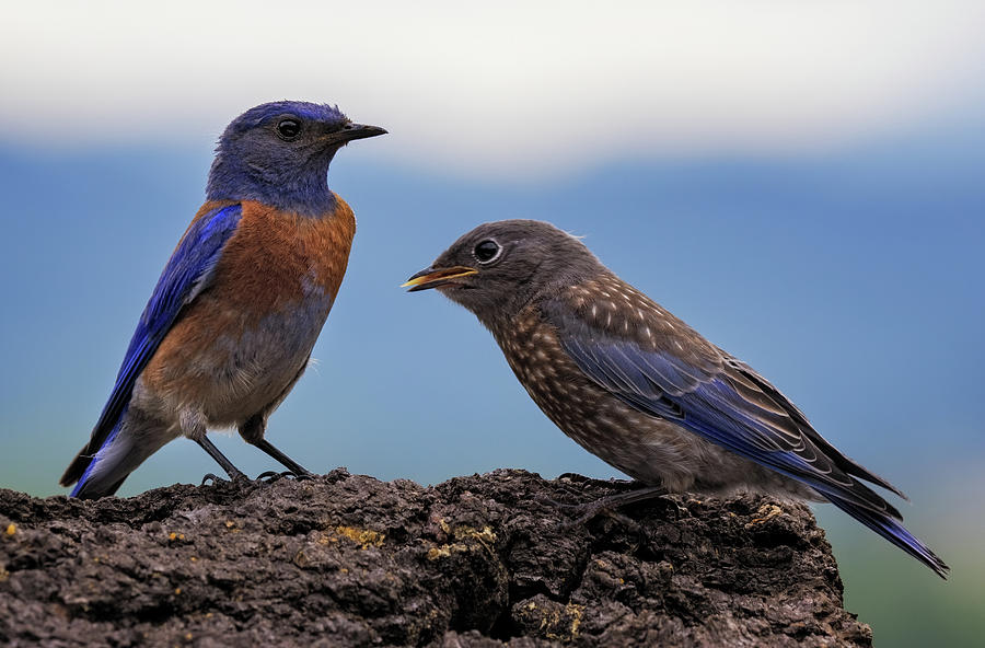 Father and Baby Bluebird Photograph by Jean Noren