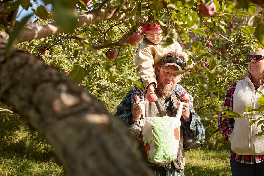 Father and daughter picking apples from tree Photograph by Heshphoto