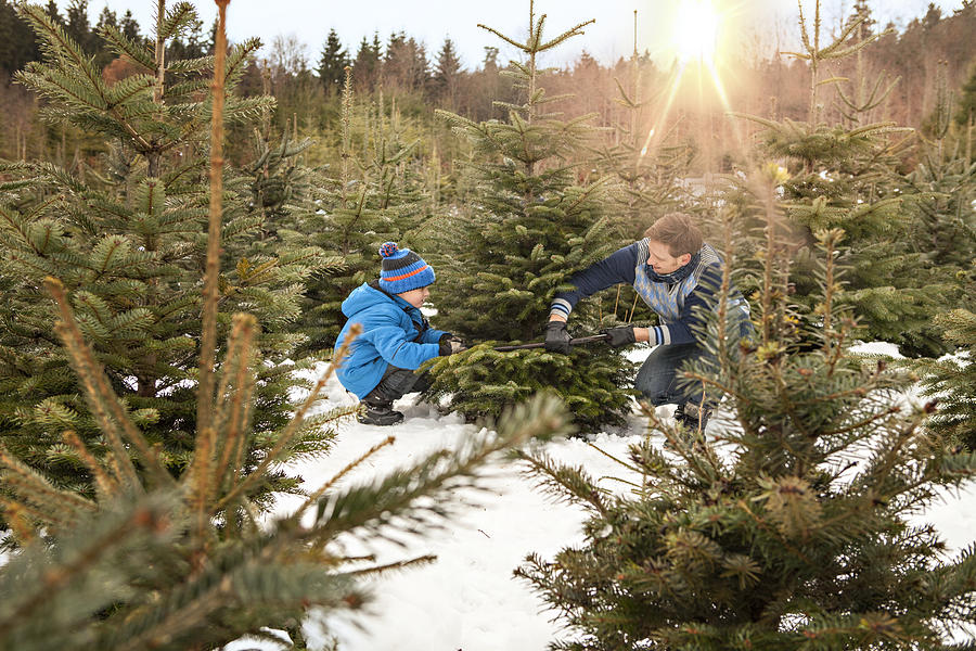Father and son cutting their Christmas tree in the forest, Bavaria, Germany Photograph by LUMI Images