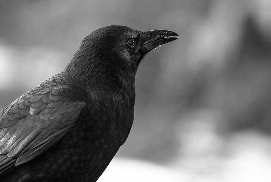 Father Crow Photograph by Rae Ann  M Garrett