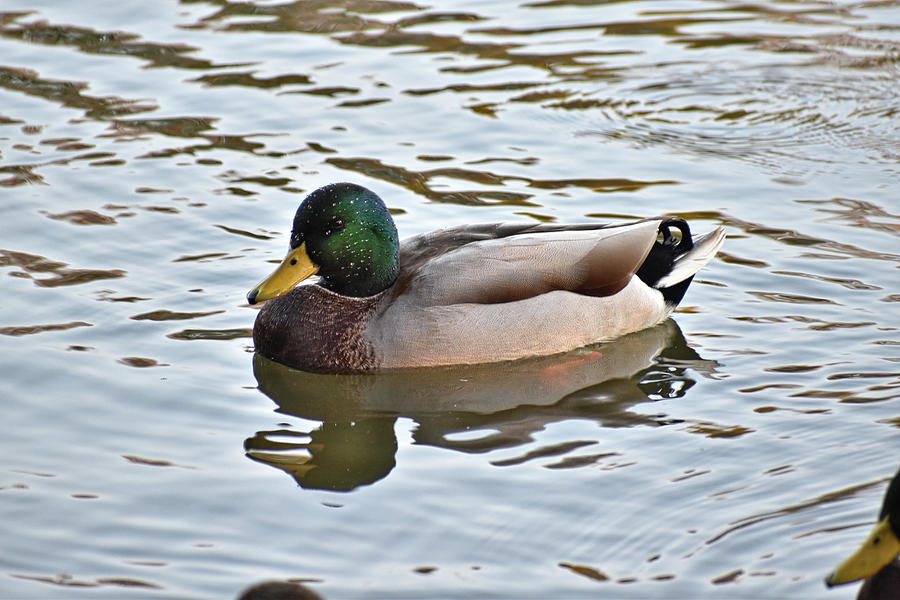 Father Duck Photograph by Sharon Shank - Fine Art America