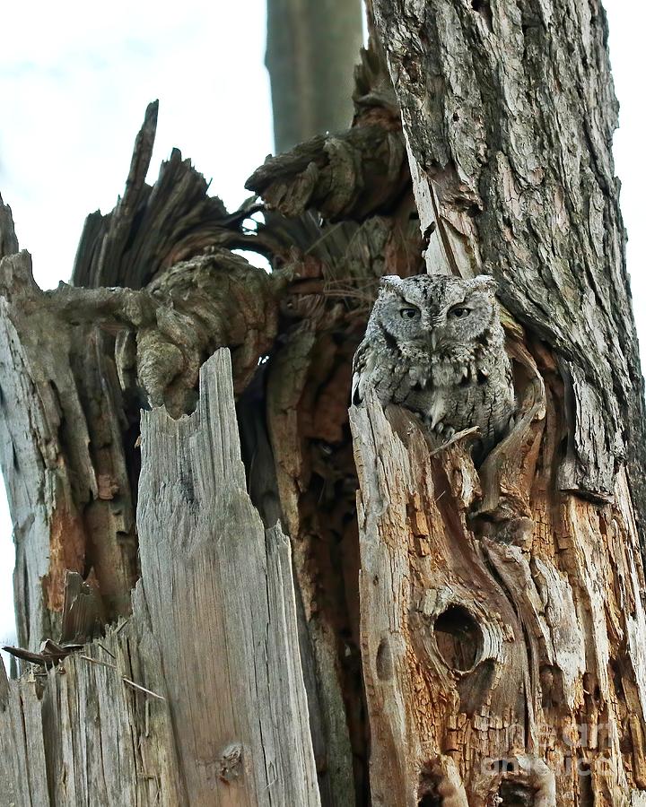 Father screech owl  Photograph by Heather King