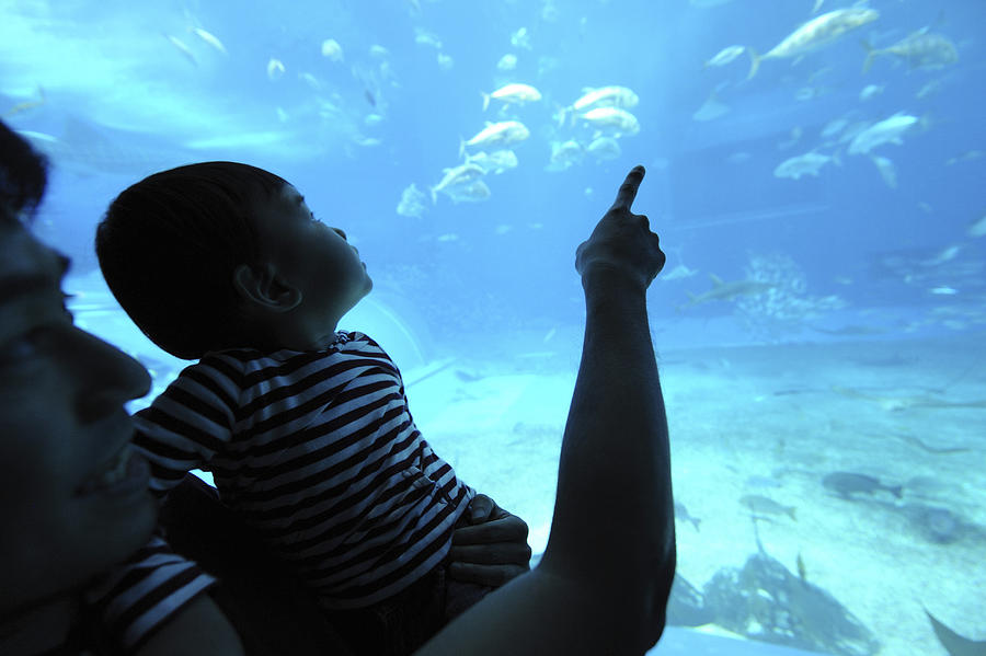 Father with his son watching fish aquarium Photograph by Hideki Yoshihara/Aflo