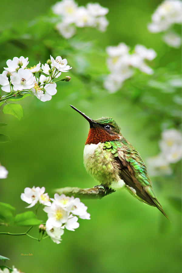 Fauna and Flora - Hummingbird with Flowers Photograph by Christina Rollo