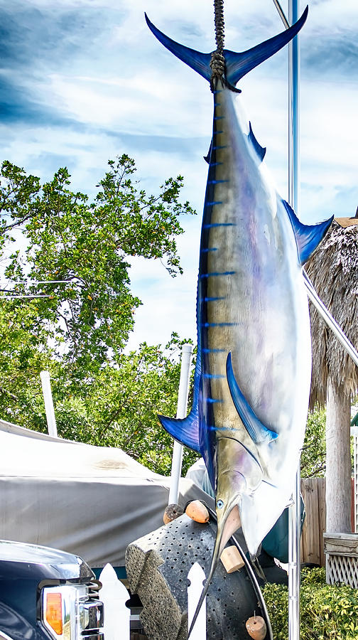 Faux Blue Marlin Photograph by Dieter Lesche - Fine Art America