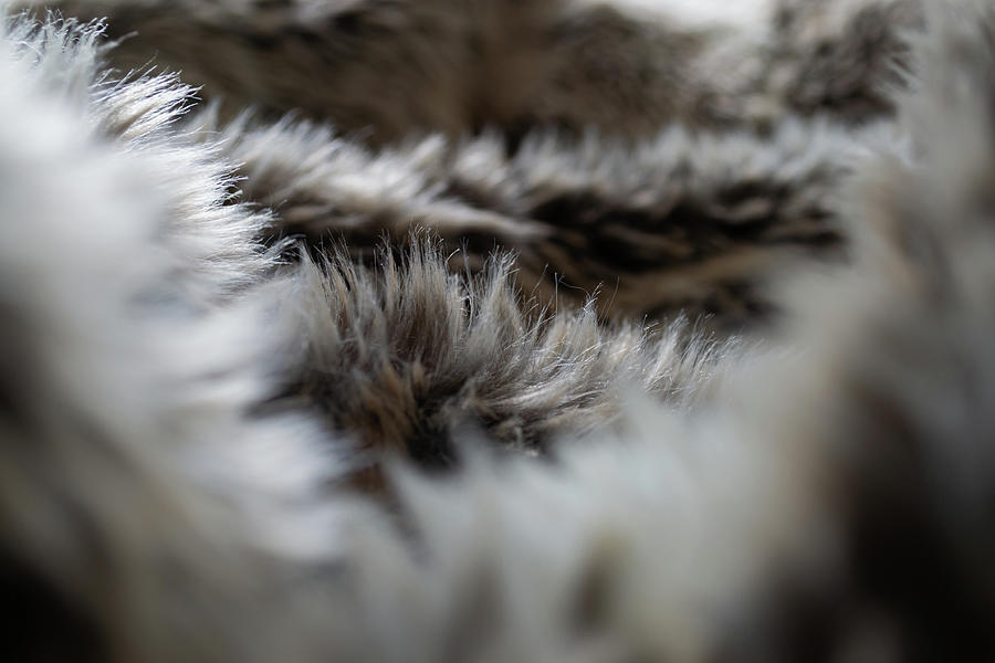 Faux Fur Blanket Photograph by Scott Lyons